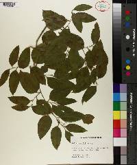 Smilax smallii image