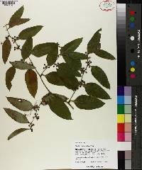 Smilax smallii image