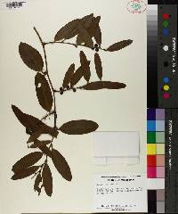 Smilax laurifolia image