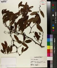 Smilax laurifolia image