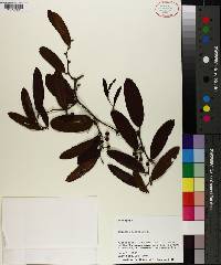 Smilax laurifolia image