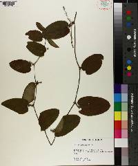 Smilax pumila image