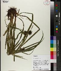 Carex grayi image