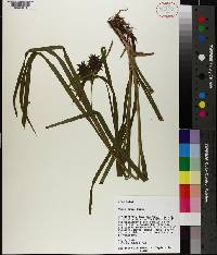 Carex grayi image