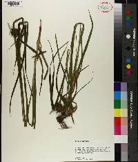 Carex grayi image