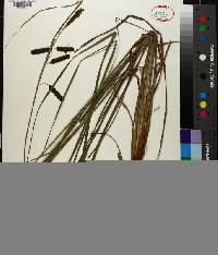 Carex glaucescens image