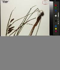 Carex glaucescens image