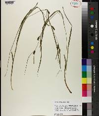 Carex granularis image