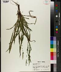 Carex granularis image