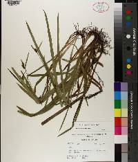 Carex granularis image