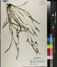 Carex granularis image