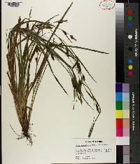 Carex granularis image