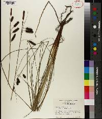 Carex glaucescens image