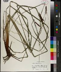 Carex glaucescens image