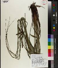 Carex glaucescens image