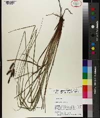 Carex glaucescens image