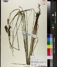 Carex glaucescens image