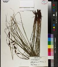 Carex glaucescens image