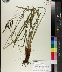 Carex glaucescens image