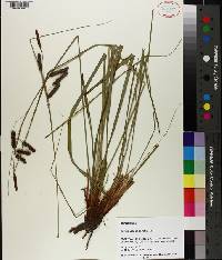 Carex glaucescens image