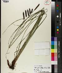 Carex glaucescens image