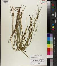 Carex granularis image