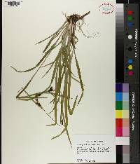 Carex granularis image