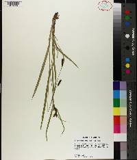 Carex granularis image