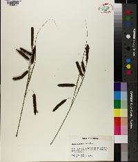 Carex glaucescens image