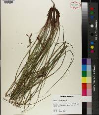 Carex glaucescens image