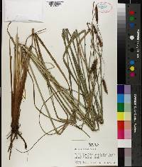 Carex glaucescens image