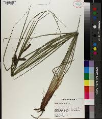 Carex glaucescens image