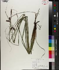 Carex glaucescens image