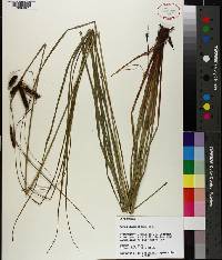 Carex glaucescens image