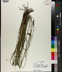 Carex glaucescens image