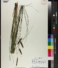 Carex glaucescens image