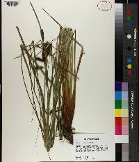 Carex glaucescens image