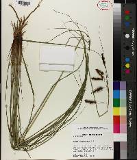 Carex glaucescens image