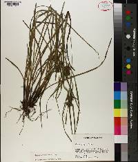 Carex grayi image