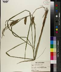 Carex hyalinolepis image