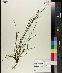 Carex hirsutella image