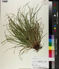 Carex jamesii image