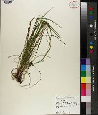 Carex impressinervia image