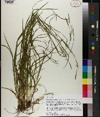 Carex impressinervia image