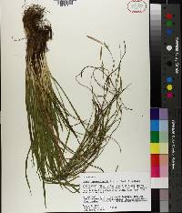 Carex impressinervia image