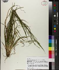 Carex impressinervia image