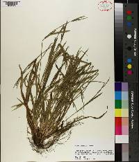Carex laxiflora image