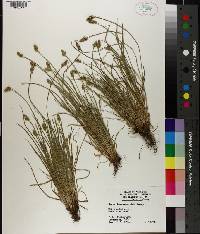 Carex leavenworthii image