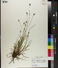 Carex leavenworthii image