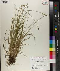 Carex leavenworthii image